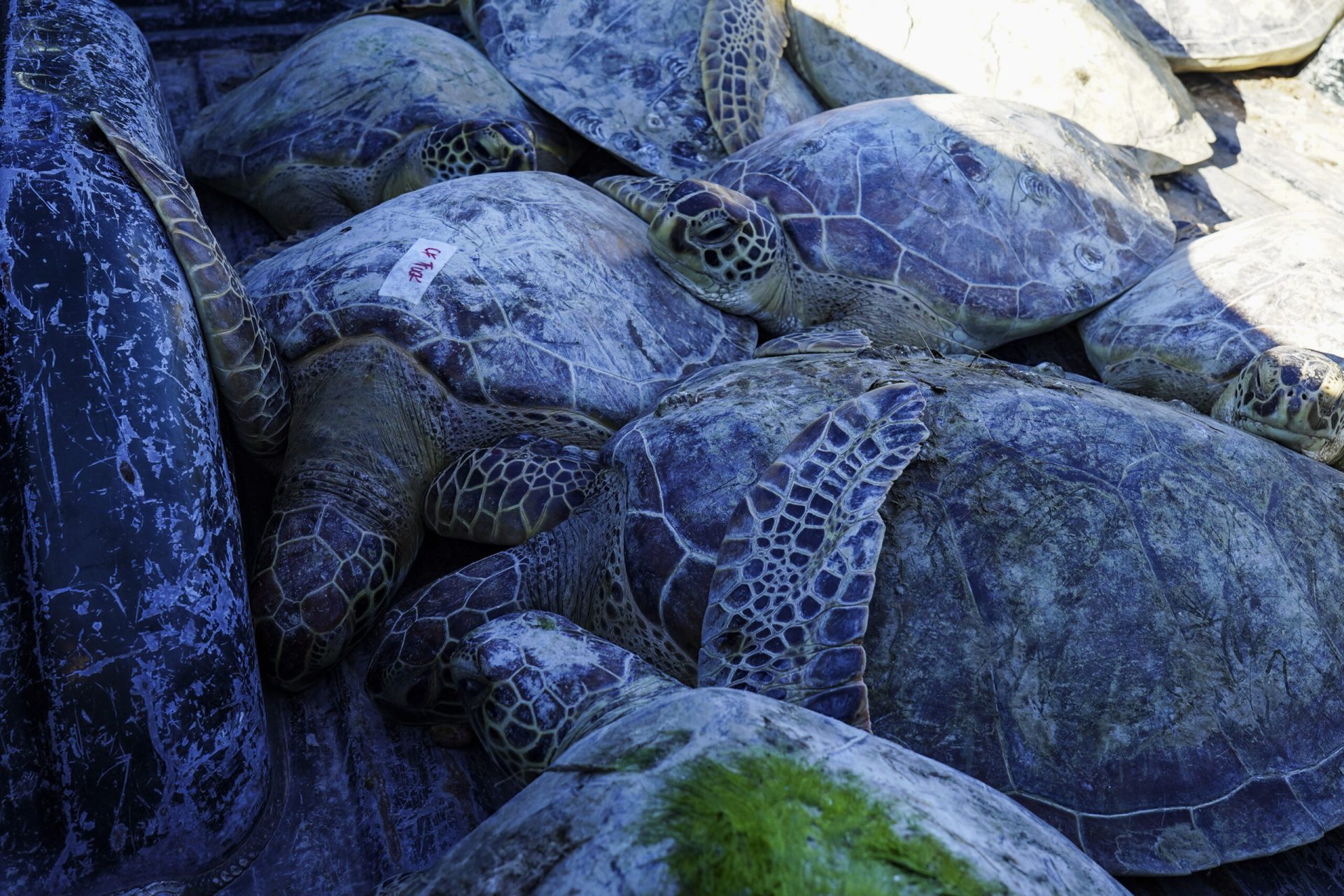 Editorial: Learning about sea turtles can help Valley residents appreciate our environment