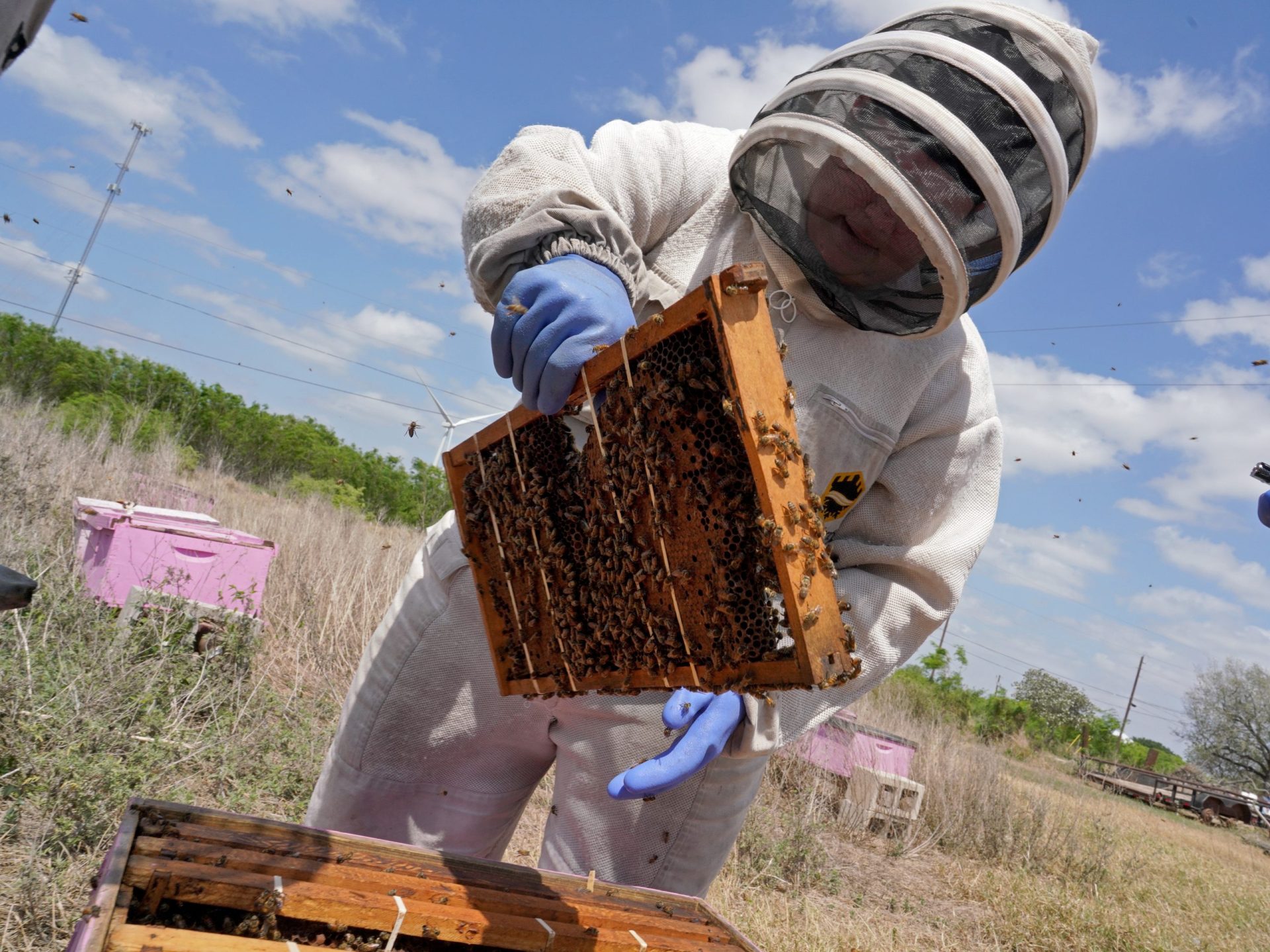 Bee vigilant: Spring rain ushers in peak Africanized bee season