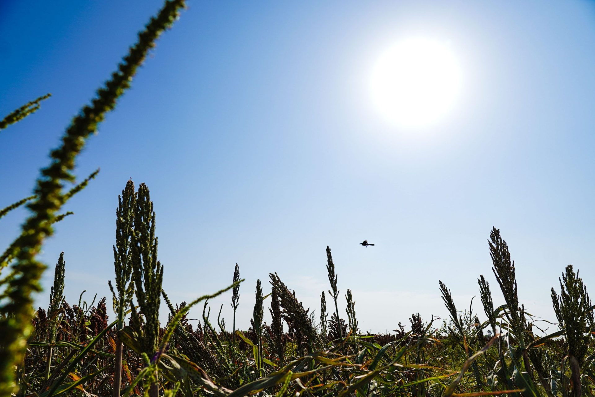 Deadly heat: Leftover moisture fueling dangerous feels-like temps