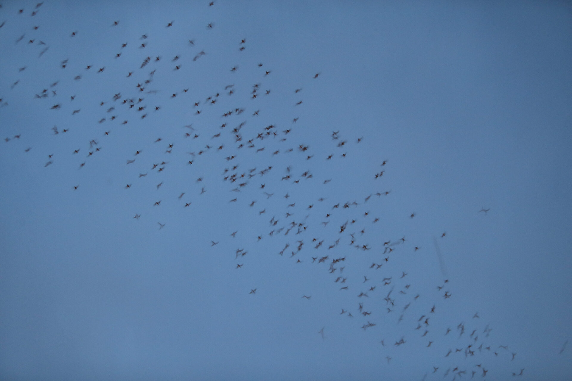 Bat country: Nature enthusiasts flock to Mission to see bats take flight
