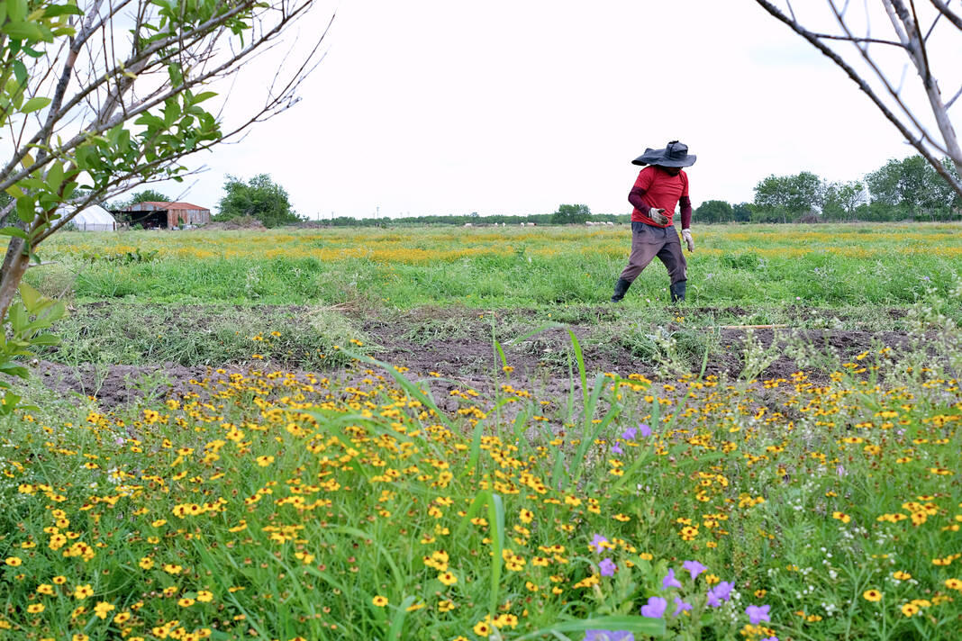 Grant funding restored for Valley farm targeted by Trump admin over DEI